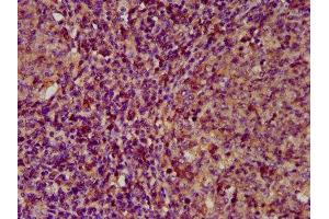 IHC image of ABIN7152334 diluted at 1:200 and staining in paraffin-embedded human tonsil tissue performed on a Leica BondTM system. (ECM1 anticorps  (AA 386-540))