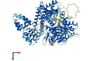 DEAD (Asp-Glu-Ala-Asp) Box Polypeptide 58 (DDX58) (AA 1-925) protein (His tag)