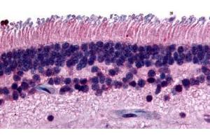 Anti-PTPRM antibody  ABIN1049277 IHC staining of human eye, retina.