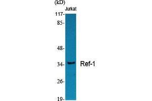 Western Blot (WB) analysis of specific cells using Ref-1 Polyclonal Antibody.