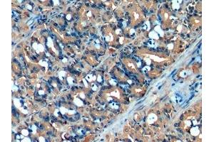 Detection of PIGR in Porcine Stomach Tissue using Polyclonal Antibody to Polymeric Immunoglobulin Receptor (PIGR)