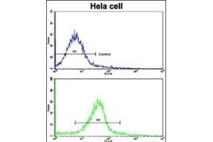 Flow cytometric analysis of hela cells using GLRX2 Antibody (C-term )(bottom histogram) compared to a negative control cell (top histogram). (Glutaredoxin 2 anticorps  (C-Term))