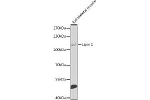 Western blot analysis of extracts of rat skeletal muscle, using Lipin 1 antibody  at 1:1000 dilution. (Lipin 1 anticorps  (AA 741-890))