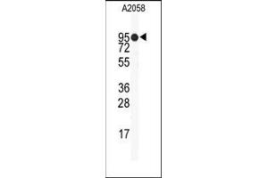 Image no. 1 for anti-Heat Shock Protein 90kDa alpha (Cytosolic), Class B Member 1 (HSP90AB1) (Middle Region) antibody (ABIN360230) (HSP90AB1 anticorps  (Middle Region))