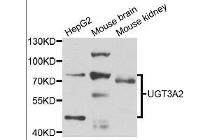 Western blot analysis of extracts of various cell lines, using UGT3A2 antibody. (UGT3A2 anticorps)