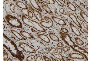 ABIN6277454 at 1/100 staining Human kidney tissue by IHC-P. (PPP2CB anticorps  (C-Term))