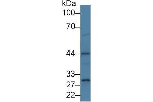 Detection of PSMD6 in Porcine Liver lysate using Polyclonal Antibody to Proteasome 26S Subunit, Non ATPase 6 (PSMD6)
