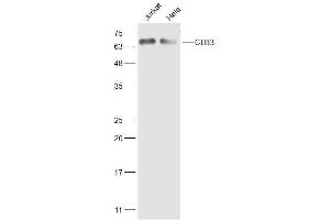 Lane 1: Jurkat lysates Lane 2: Hela lysates probed with CD33 Polyclonal Antibody, Unconjugated  at 1:500 dilution and 4˚C overnight incubation.
