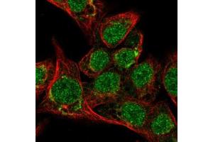 Immunofluorescent staining of HepG2 with SEPP1 polyclonal antibody  (Green) shows localization to nucleus and the Golgi apparatus. (Selenoprotein P anticorps)