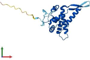 AlphaFold protein structure predicition of Human Recombinant RPS5 Protein, UniprotID P46782