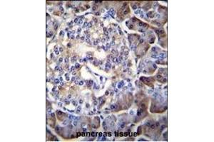 HIP1R Antibody (N-term) (ABIN655061 and ABIN2844690) immunohistochemistry analysis in formalin fixed and paraffin embedded human pancreas tissue followed by peroxidase conjugation of the secondary antibody and DAB staining. (HIP1R anticorps  (N-Term))