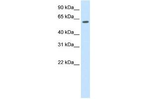 WB Suggested Anti-HDAC1 Antibody Titration: 1. (HDAC1 anticorps  (C-Term))