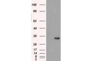 Image no. 1 for anti-Aldo-Keto Reductase Family 1, Member A1 (Aldehyde Reductase) (AKR1A1) antibody (ABIN1496547) (AKR1A1 anticorps)