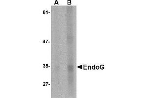 Western Blotting (WB) image for anti-Endonuclease G (ENDOG) antibody (ABIN1031748) (Endonuclease G anticorps)