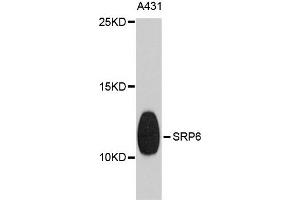 Western blot analysis of extracts of A431 cells, using SRP9 antibody. (SRP9 anticorps)