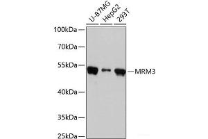 Western blot analysis of extracts of various cell lines using MRM3 Polyclonal Antibody at dilution of 1:3000. (RNMTL1 anticorps)