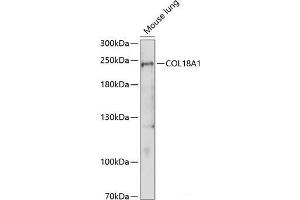 Western blot analysis of extracts of Mouse lung using COL18A1 Polyclonal Antibody at dilution of 1:1000. (COL18A1 anticorps)