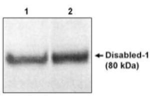Image no. 1 for anti-Disabled Homolog 1 (Drosophila) (DAB1) (C-Term) antibody (ABIN264970) (DAB1 anticorps  (C-Term))
