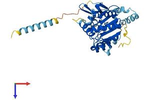 AlphaFold protein structure predicition of Human Recombinant C1GALT1C1 Protein, UniprotID Q96EU7