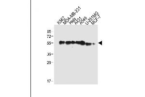 All lanes : Anti-TUBB6 Antibody (Center) at 1:2000 dilution Lane 1: K562 whole cell lysate Lane 2: MDA-MB-231 whole cell lysate Lane 3: Hela whole cell lysate Lane 4: A431 whole cell lysate Lane 5: A549 whole cell lysate Lane 6: U-251MG whole cell lysate Lane 7: MCF-7 whole cell lysate Lysates/proteins at 20 μg per lane. (TUBb6 anticorps  (AA 139-166))