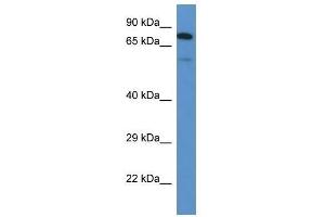 Western Blot showing Galnt3 antibody used at a concentration of 1. (GALNT3 anticorps  (N-Term))