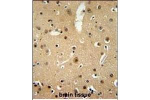 NMB Antibody (Center) (ABIN651541 and ABIN2840290) immunohistochemistry analysis in formalin fixed and paraffin embedded human brain tissue followed by peroxidase conjugation of the secondary antibody and DAB staining. (Neuromedin B anticorps  (AA 15-42))