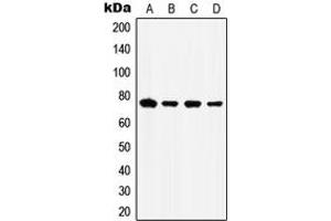 Western blot analysis of GRP78 expression in HepG2 (A), HeLa (B), Raw264. (GRP78 anticorps  (C-Term))