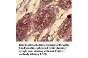 Image no. 2 for anti-Piwi-Like 1 (PIWIL1) (Internal Region) antibody (ABIN790869)