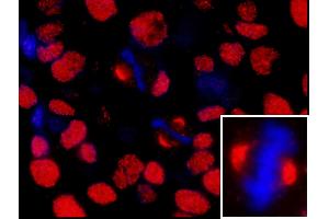 Immunofluorescence (IF) image for anti-Nuclear Mitotic Apparatus Protein 1 (NUMA1) (AA 900-950) antibody (ABIN7448994) (NUMA1 anticorps  (AA 900-950))
