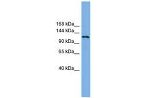 Image no. 1 for anti-Eukaryotic Translation Initiation Factor 4E Nuclear Import Factor 1 (EIF4ENIF1) (AA 143-192) antibody (ABIN6744173)