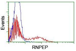 HEK293T cells transfected with either RC200756 overexpress plasmid (Red) or empty vector control plasmid (Blue) were immunostained by anti-RNPEP antibody (ABIN2455312), and then analyzed by flow cytometry. (RNPEP anticorps)
