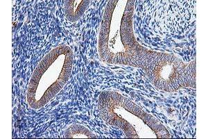 Image no. 2 for anti-ATG3 Autophagy Related 3 (ATG3) antibody (ABIN1496760) (ATG3 anticorps)