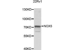 Western blot analysis of extracts of 22Rv1 cells, using NOX5 antibody (ABIN2564190) at 1:1000 dilution. (NOX5 anticorps)