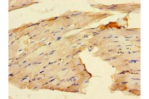 Immunohistochemistry of paraffin-embedded human skeletal muscle tissue using ABIN7167280 at dilution of 1:100