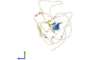 AlphaFold protein structure predicition of Mouse Recombinant Foxc1 Protein, UniprotID Q61572