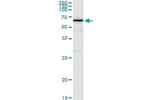 Immunoprecipitation of MPP2 transfected lysate using anti-MPP2 MaxPab rabbit polyclonal antibody and Protein A Magnetic Bead , and immunoblotted with MPP2 purified MaxPab mouse polyclonal antibody (B01P) .