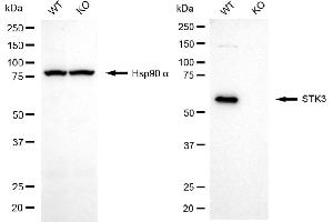 Western blotting analysis using STK3 antibody (ABIN7800312). (Recombinant STK3 anticorps)