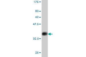Western Blot detection against Immunogen (36.