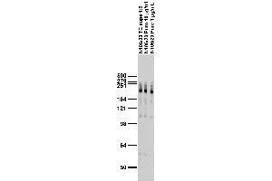 Adult rat brain membrane immunoblot. (Ankyrin G anticorps)