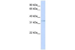 ETV3L antibody used at 0. (ETV3L anticorps  (C-Term))