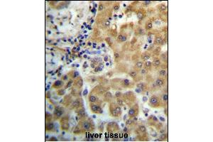 TRIM4 Antibody (N-term) (ABIN657212 and ABIN2846322) immunohistochemistry analysis in formalin fixed and paraffin embedded human liver tissue followed by peroxidase conjugation of the secondary antibody and DAB staining. (TRIM4 anticorps  (N-Term))