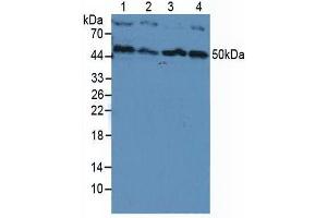 Western blot analysis of (1) Human HeLa cells, (2) Human HepG2 Cells, (3) Human Jurkat Cells and (4) Human K-562 Cells. (PIK3CB anticorps  (AA 321-507))