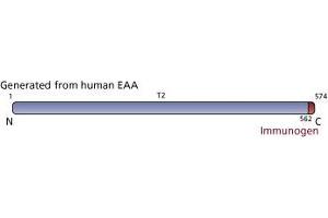 Image no. 2 for anti-Solute Carrier Family 1 (Glial High Affinity Glutamate Transporter), Member 2 (SLC1A2) (AA 562-574) antibody (ABIN968626)