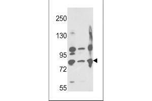 Western blot analysis of Neprilysin Antibody (C-term) (ABIN391499 and ABIN2841464) in ,,Ramos cell line lysates (35 μg/lane). (MME anticorps  (C-Term))