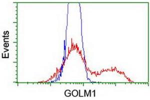 Image no. 1 for anti-Golgi Membrane Protein 1 (GOLM1) antibody (ABIN1498492) (GOLM1 anticorps)