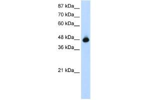 WB Suggested Anti-GTPBP9 Antibody Titration:  1. (OLA1 anticorps  (N-Term))