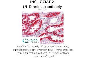 Image no. 1 for anti-OCIA Domain Containing 2 (OCIAD2) (N-Term) antibody (ABIN1737618)