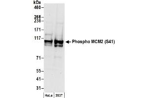 Western Blotting (WB) image for anti-Minichromosome Maintenance Complex Component 2 (MCM2) (pSer41) antibody (ABIN7449367) (MCM2 anticorps  (pSer41))