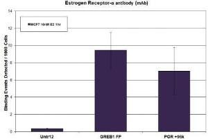 Estrogen Receptor-α antibody (mAb) tested by ChIP. (Estrogen Receptor alpha anticorps  (C-Term))