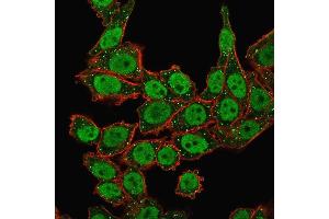 Immunofluorescence Analysis of human HeLa cells labeling APEX Nuclease I with APEX Nuclease I Mouse Monoclonal Antibody (CPTC-APEX1-2) followed by Goat anti-Mouse IgG-CF488 (Green). (SHP1 anticorps)